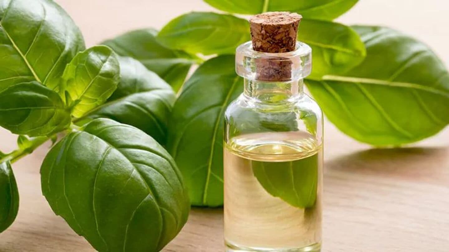 Basil, image 1 of 1