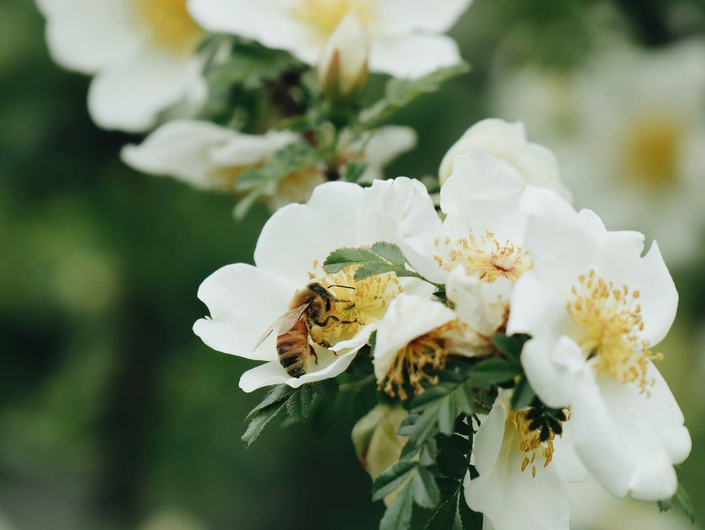 Brooklyn Botanic Garden, image 1 of 1