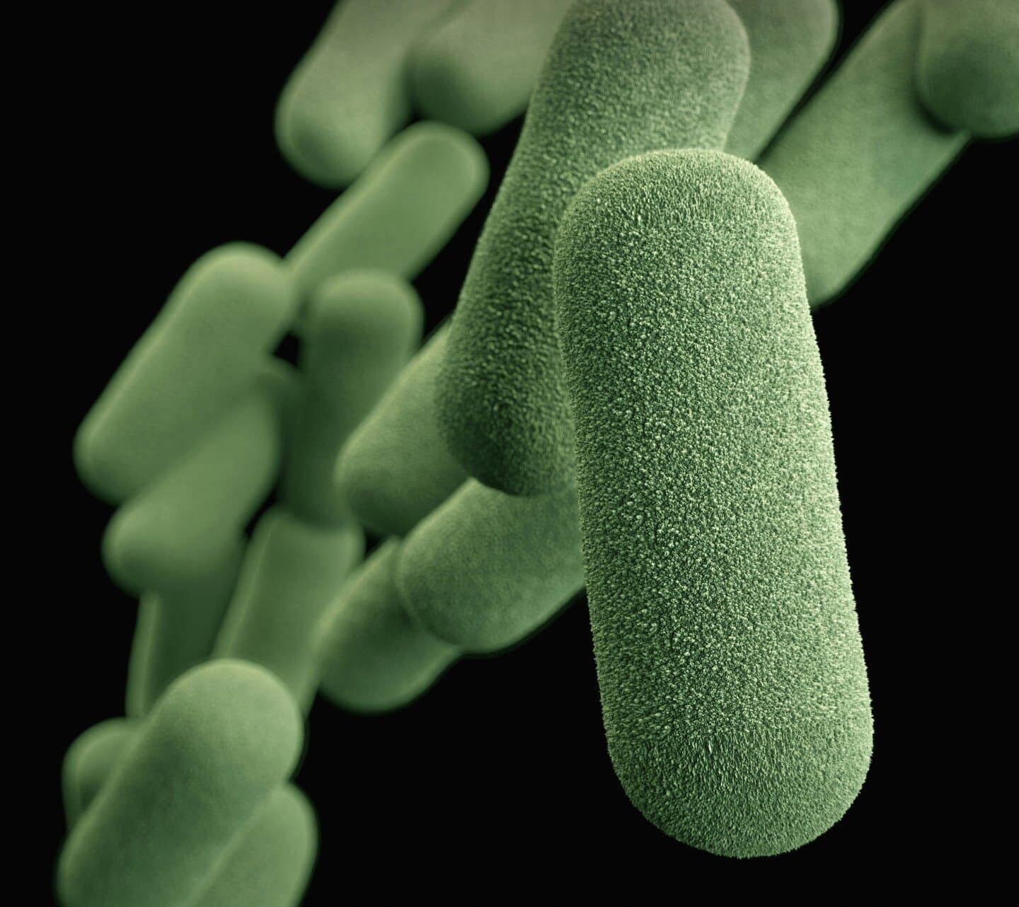 Marshall & Warren, Unidentified Curved Bacilli in the Stomach, image 1 of 1