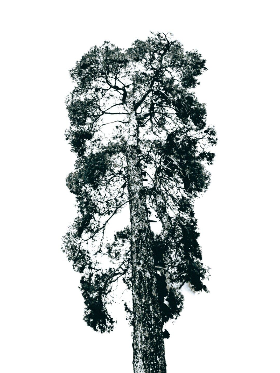 Random Forests, image 1 of 1