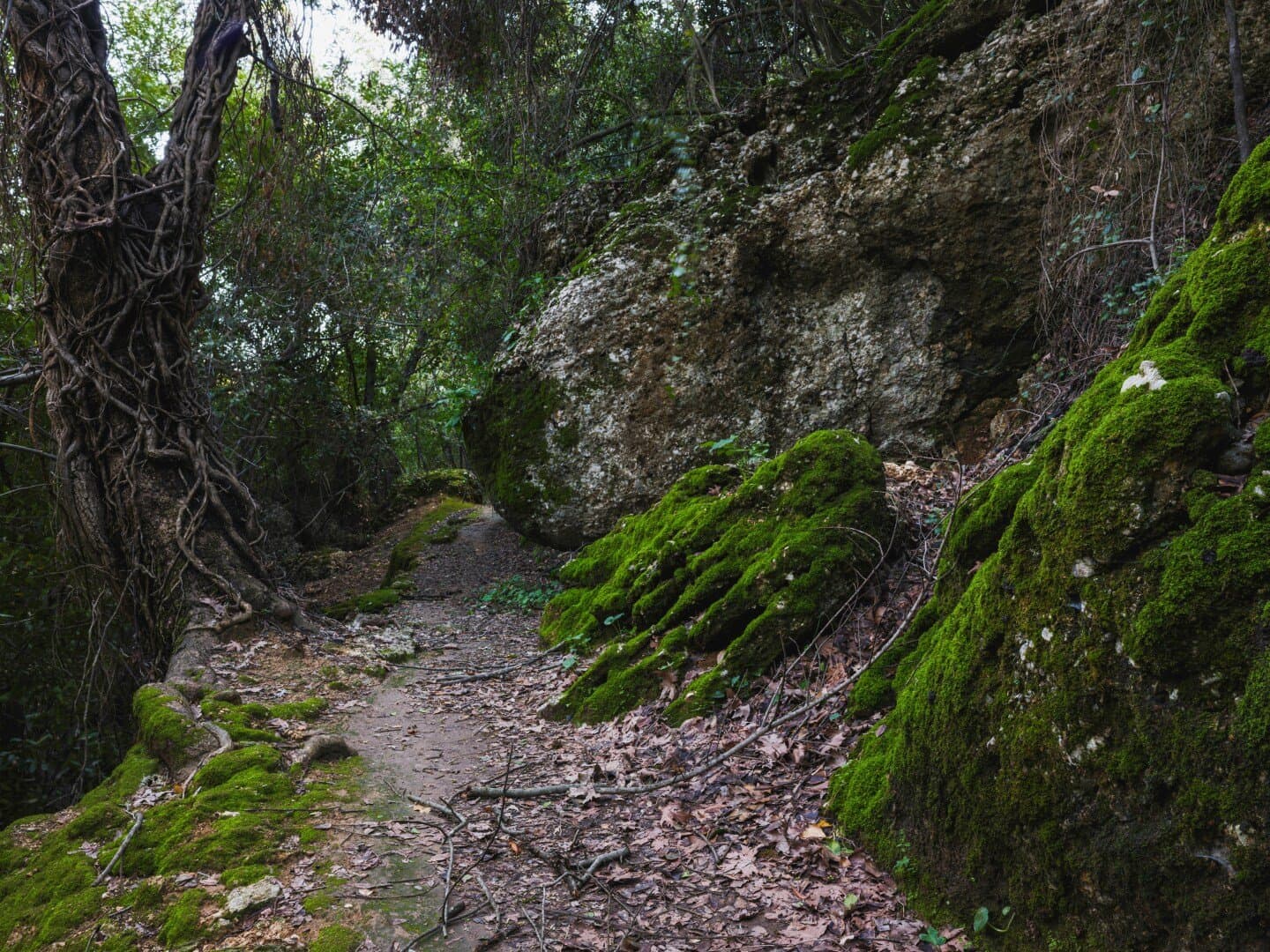 Galería Silvestre, image 1 of 1