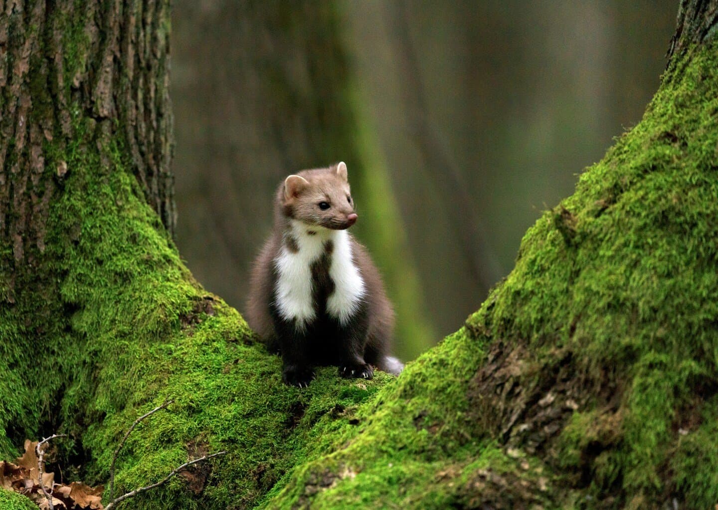 Marten de Roon Führungstor, image 1 of 1