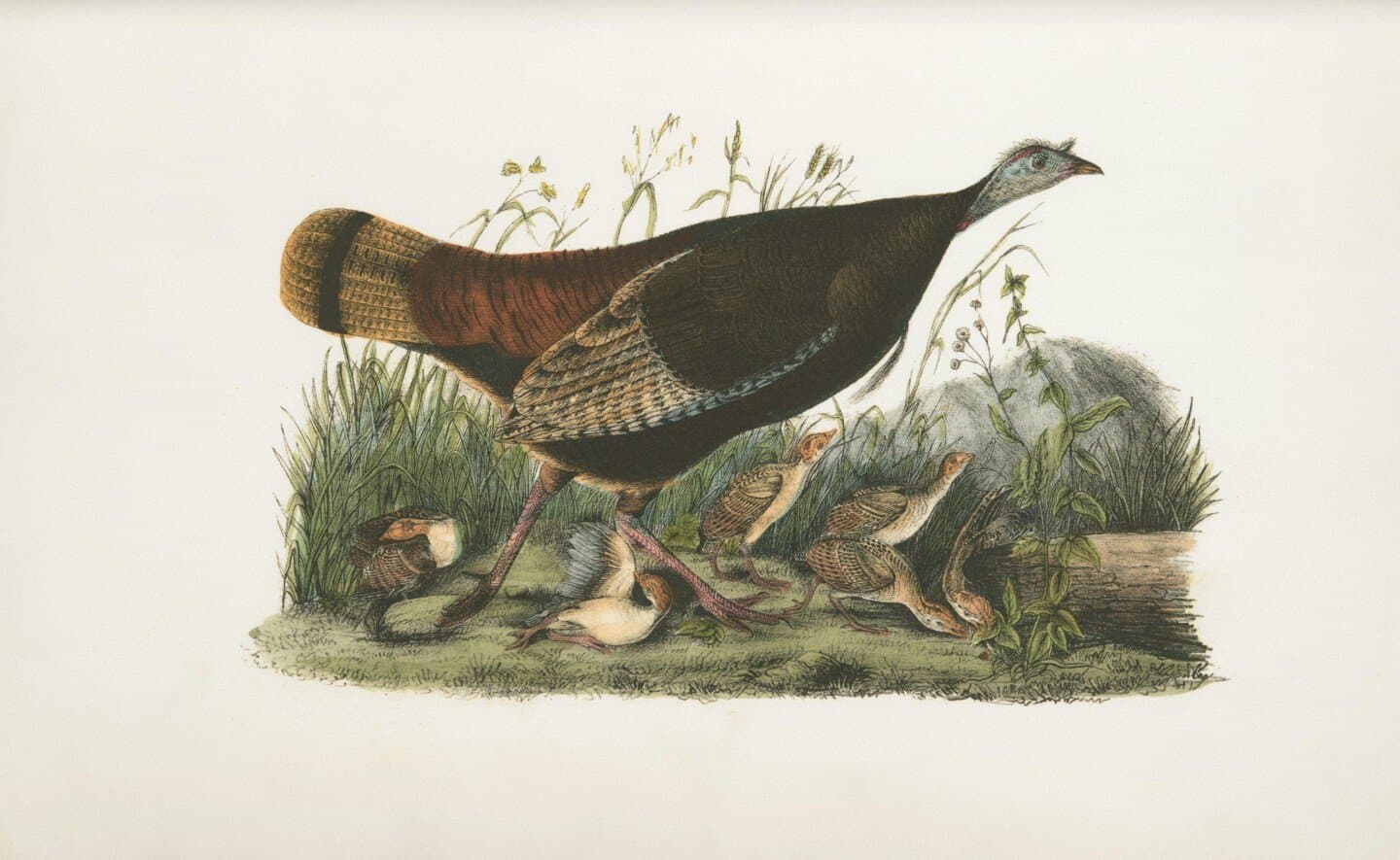 Wild Turkey 101, image 1 of 1