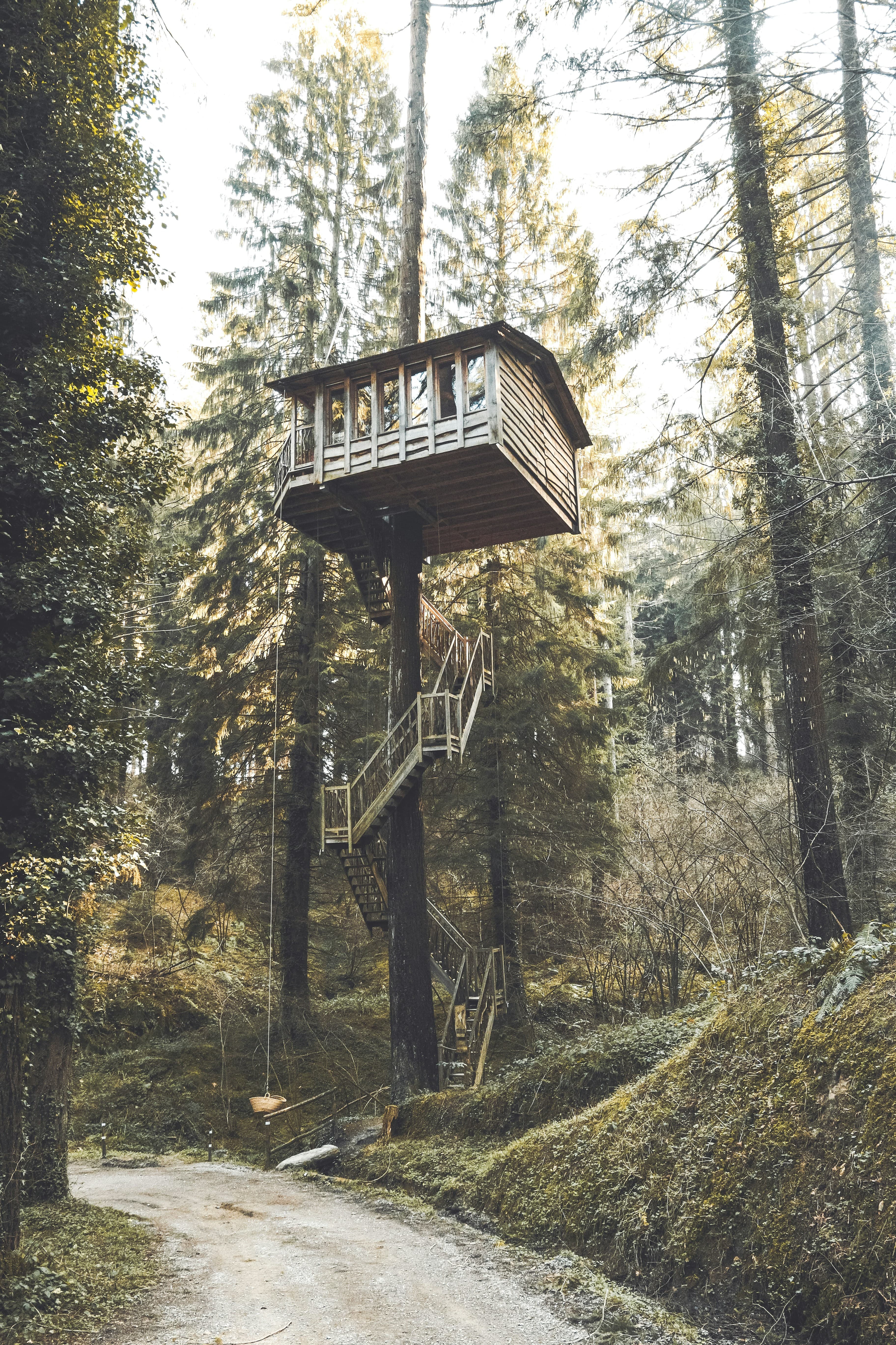 Tree House Julius, image 1 of 1
