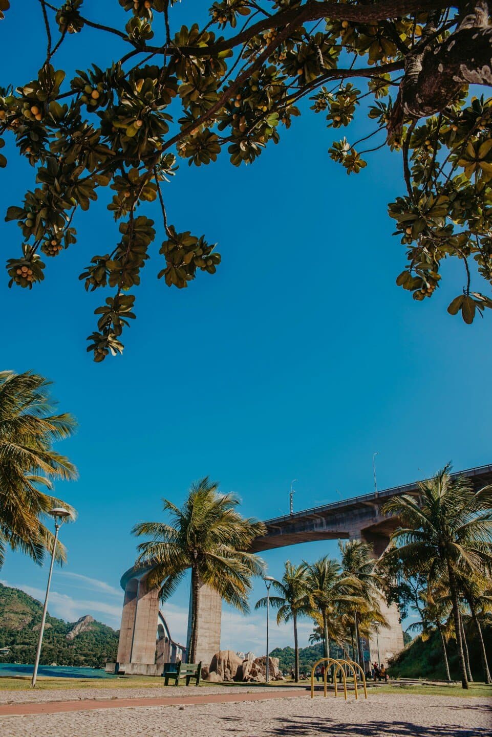 Palmeiras x Bahia, image 1 of 1