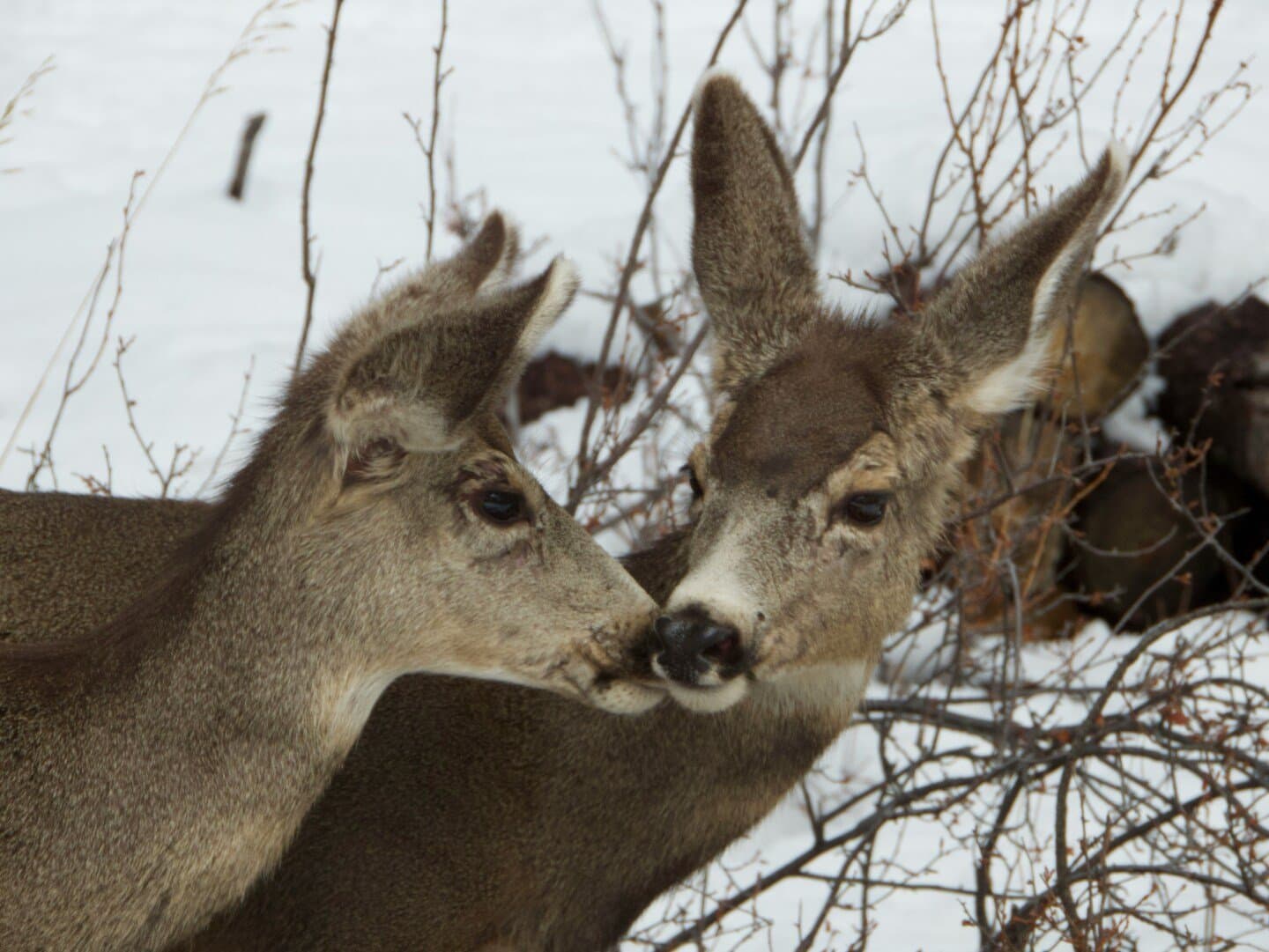 Sweetness, image 1 of 1