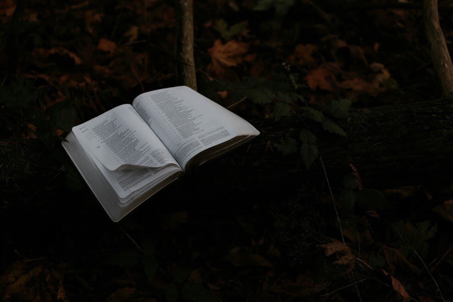 The Poisonwood Bible, image 1 of 1
