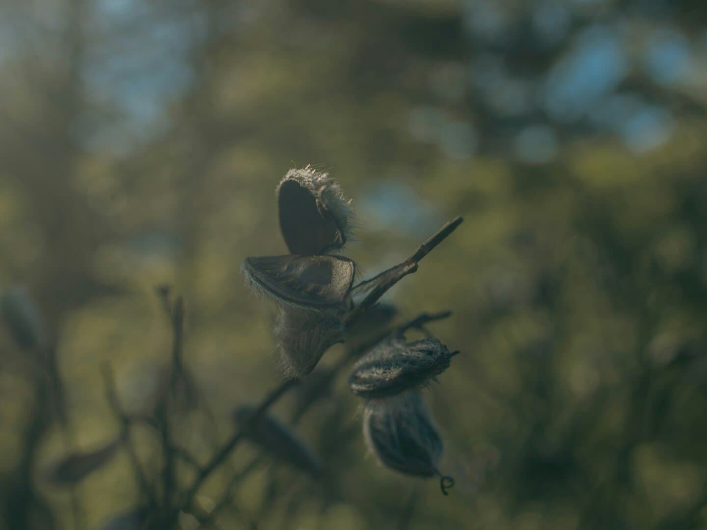 Fauna & Flora (Santos), image 1 of 1