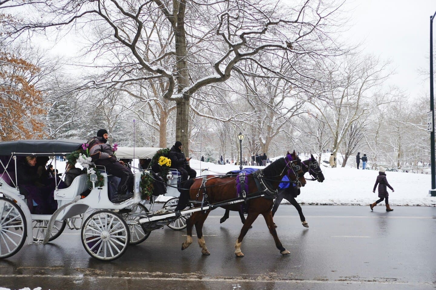 Horse-Drawn Carriage, image 1 of 1