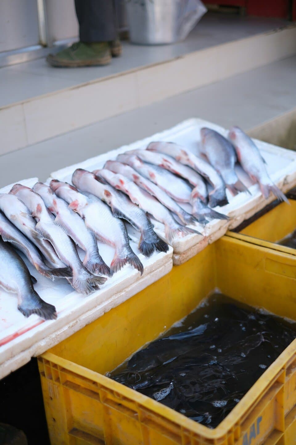 Fish Shop, image 1 of 1