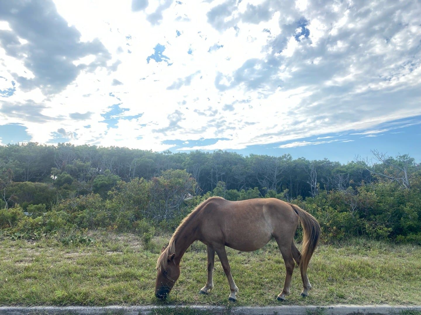 Assateague National Seashore, image 1 of 1