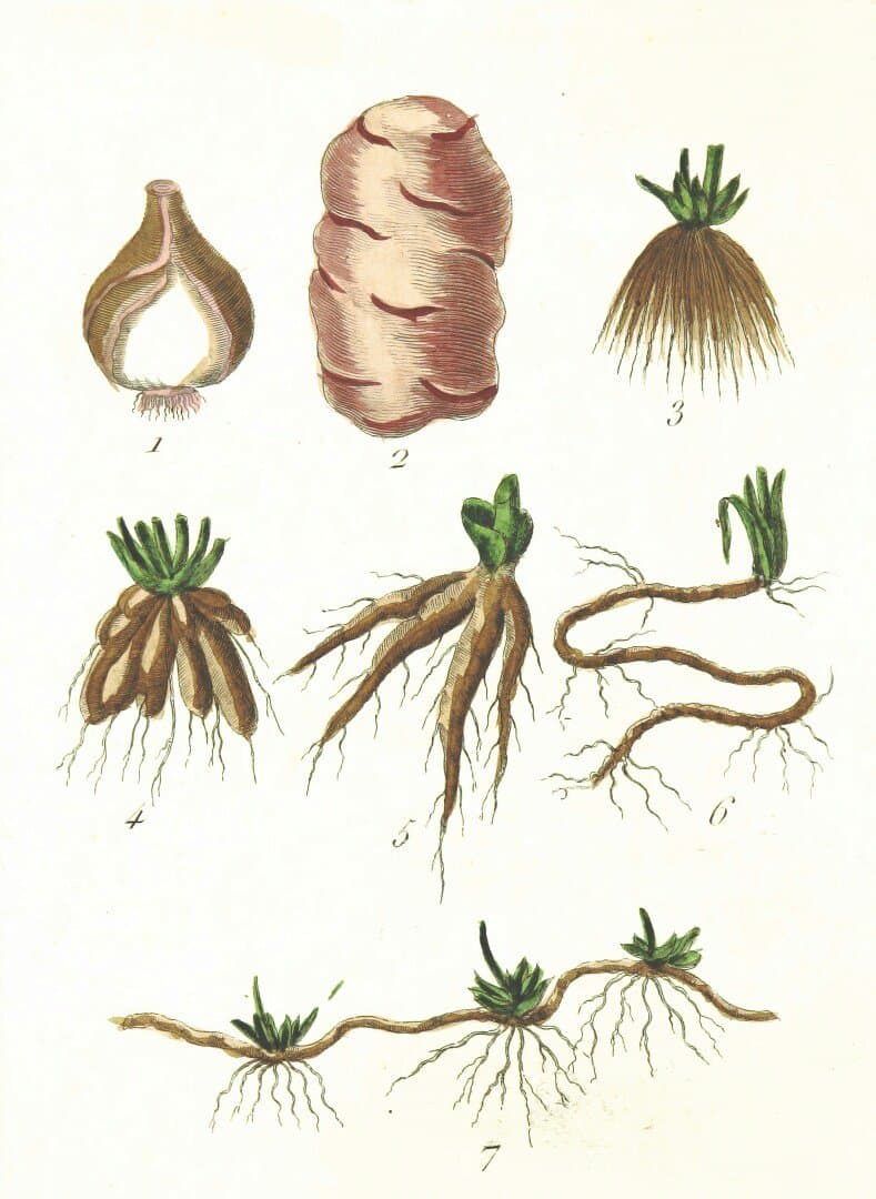 Rhoeo, image 1 of 1