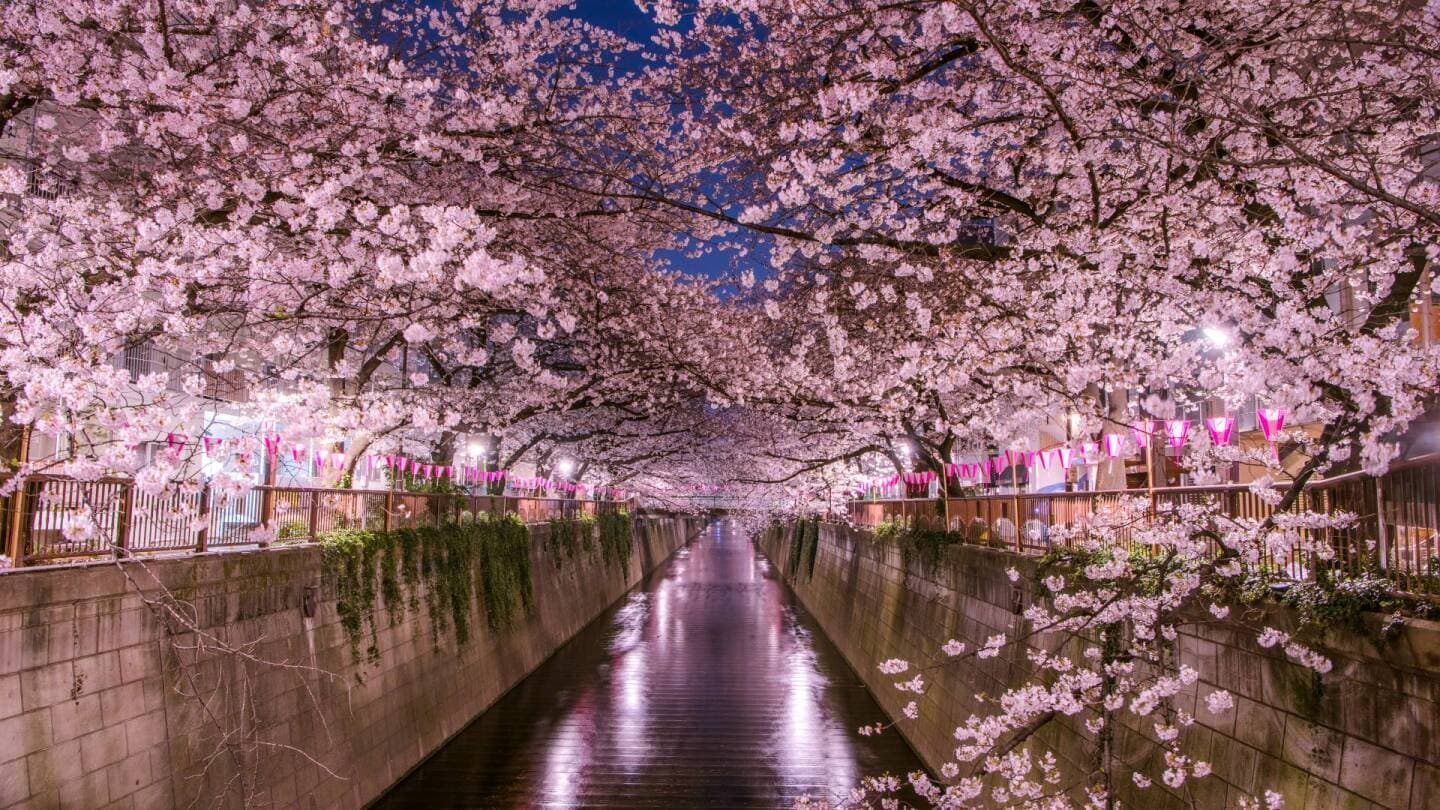 Experience Hanami (Cherry Blossom Viewing), image 1 of 1