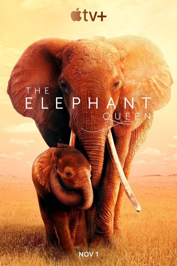 The Elephant Queen, image 1 of 1