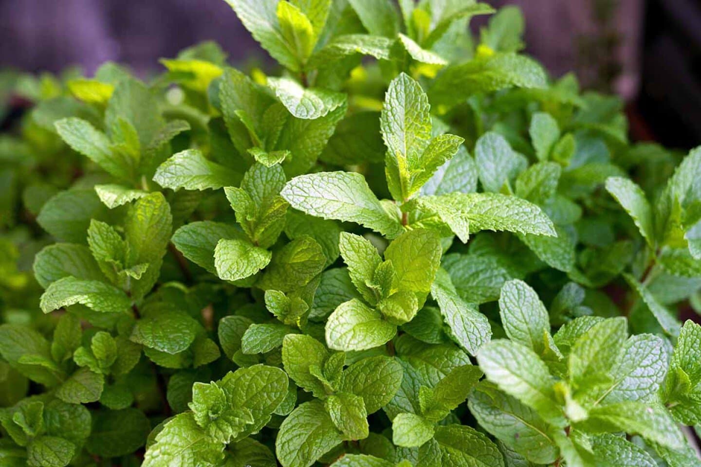 Mint, image 1 of 1