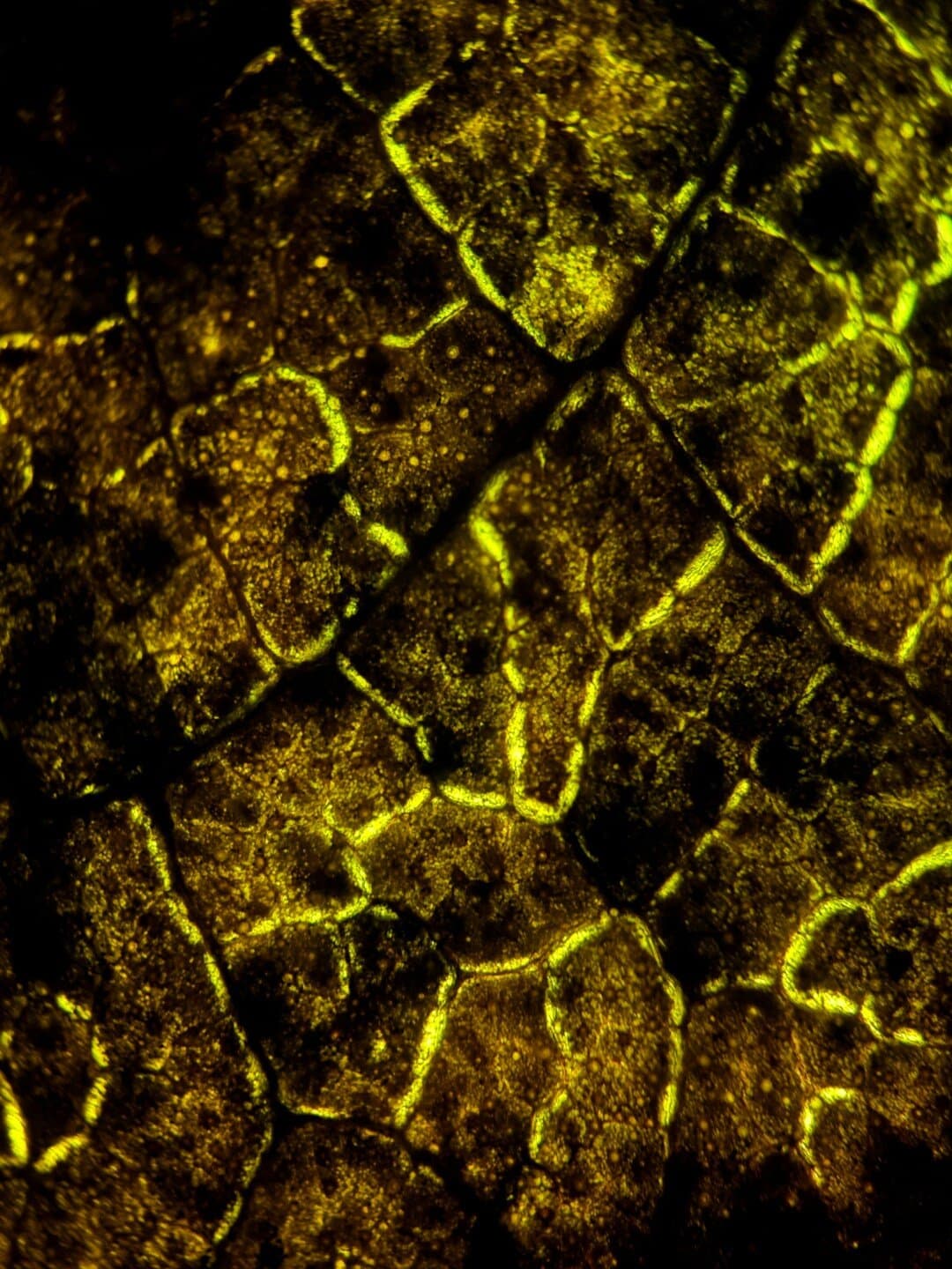The New Science of Strong Materials (and Why They Fail), image 1 of 1