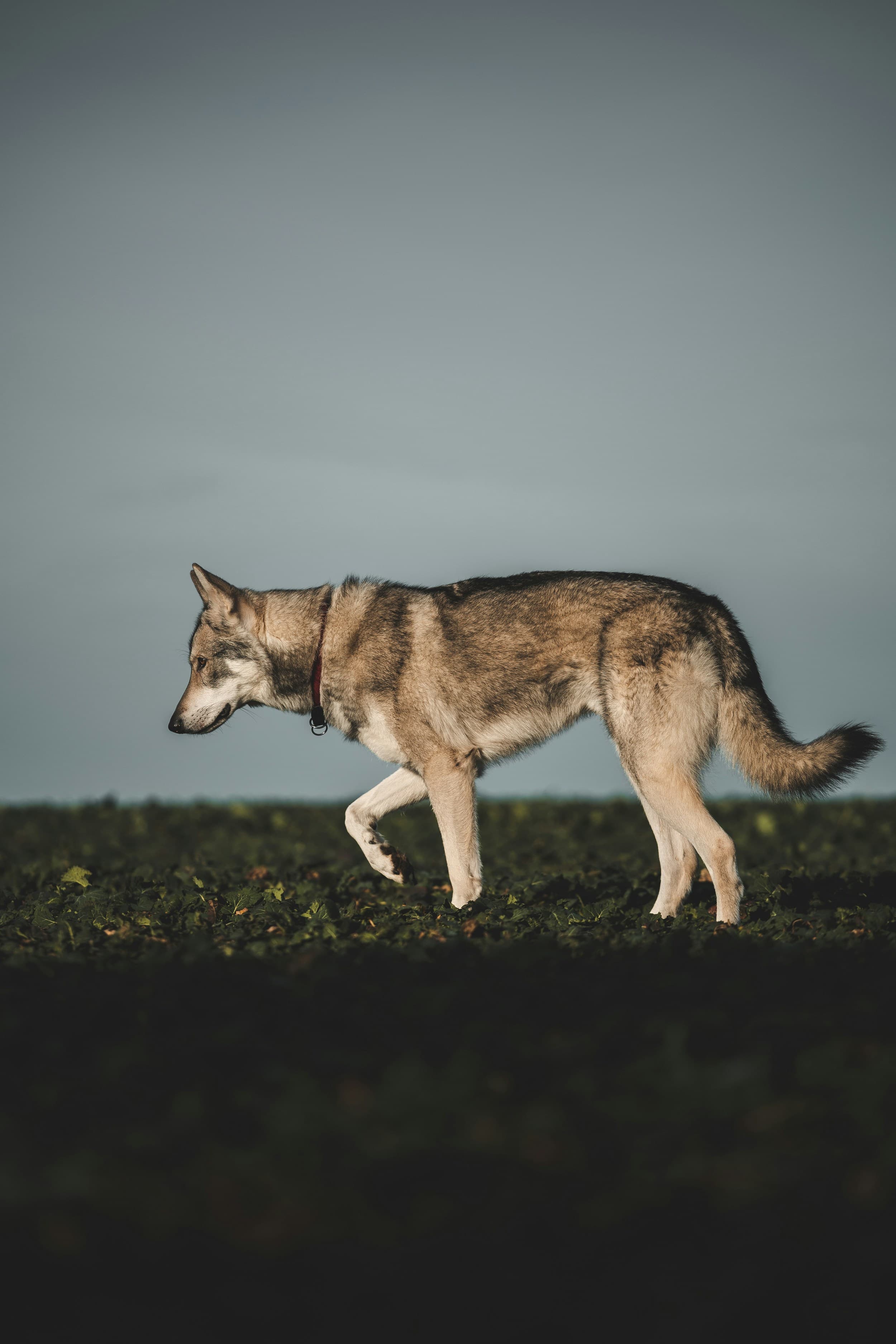 Wicklow Wolf Elevation Pale Ale, image 1 of 1