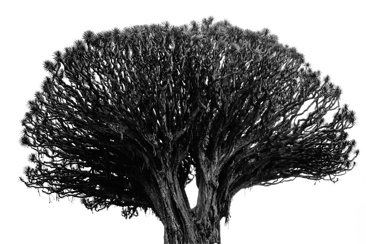 Random Forests, image 1 of 1