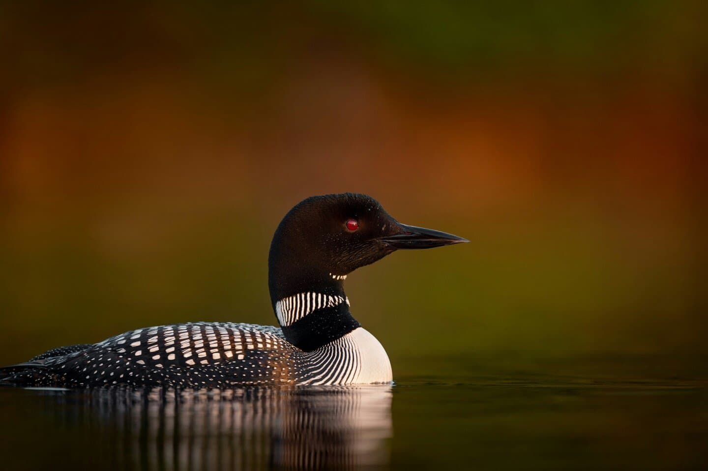 Common, image 1 of 1