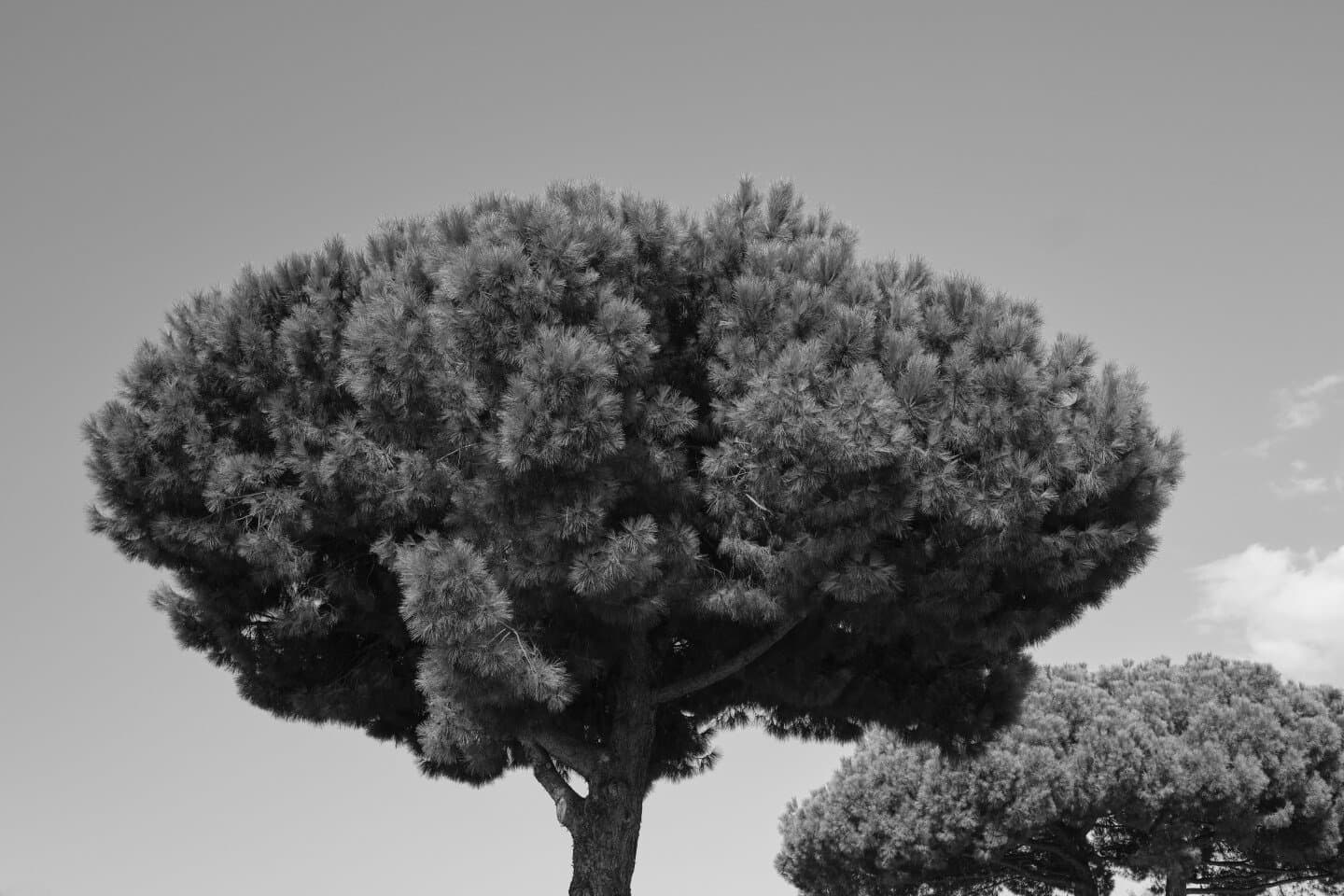 פיצה נאפוליטנה פלורנטין, image 1 of 1