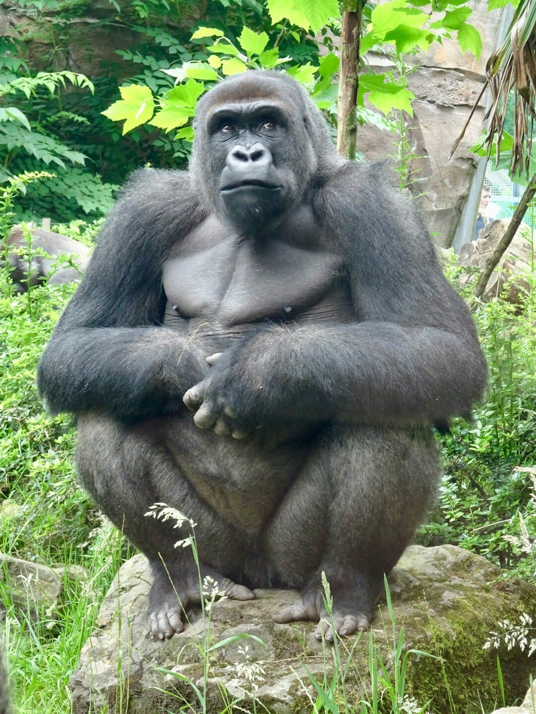 Gorilla, image 1 of 1