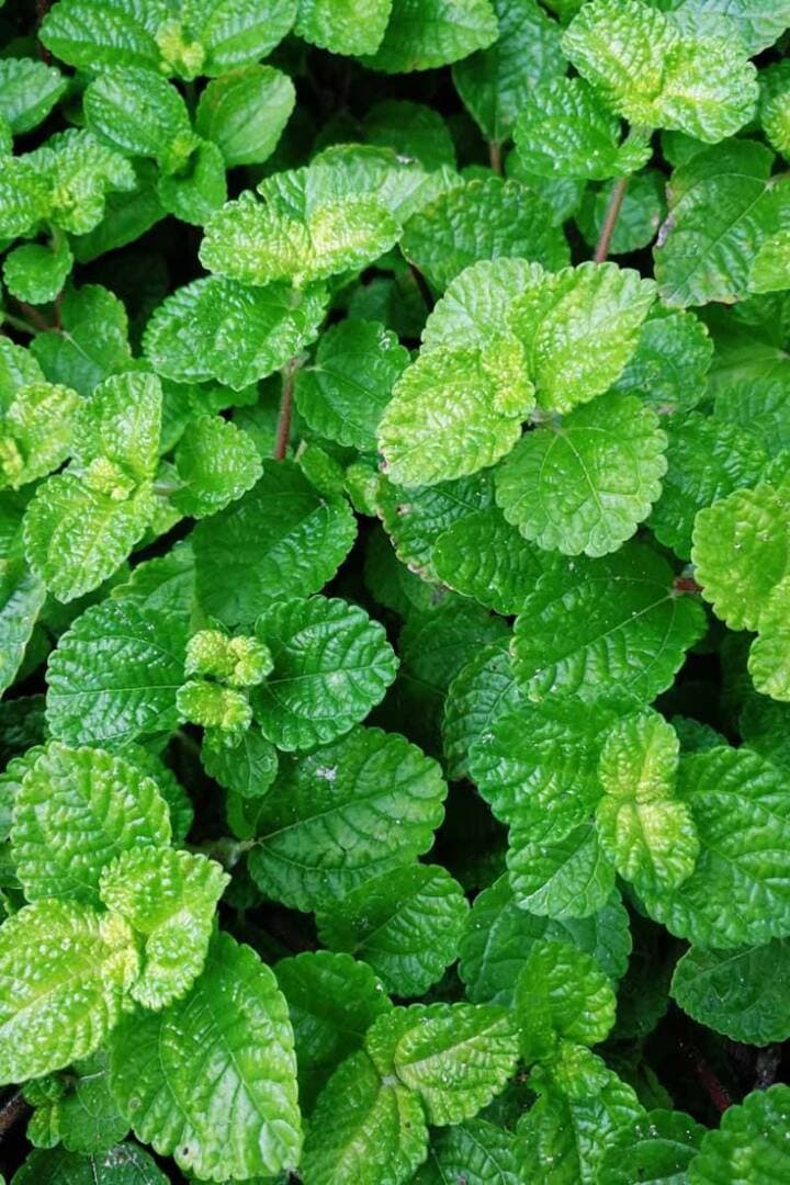 Peppermint Tea, image 1 of 1