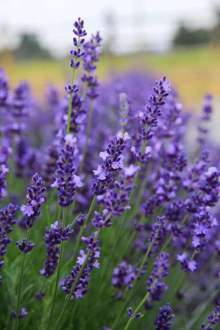 Lavender Tea, image 1 of 1