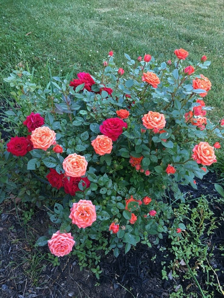 Rosa – doce e delicado, desperta amor, afeto e harmonia., image 1 of 1