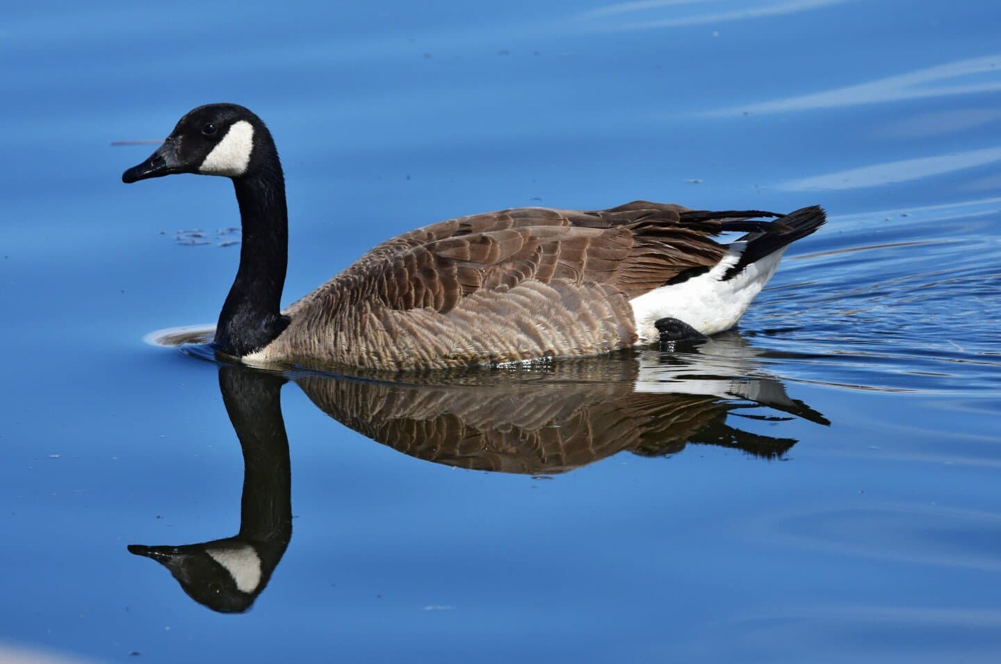 The Goose, image 1 of 1
