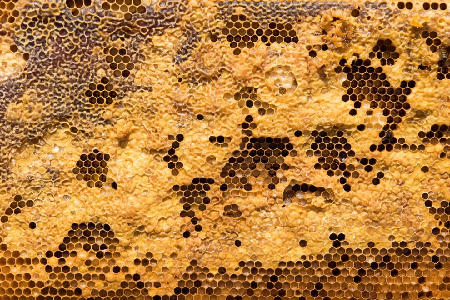 Hive, image 1 of 1