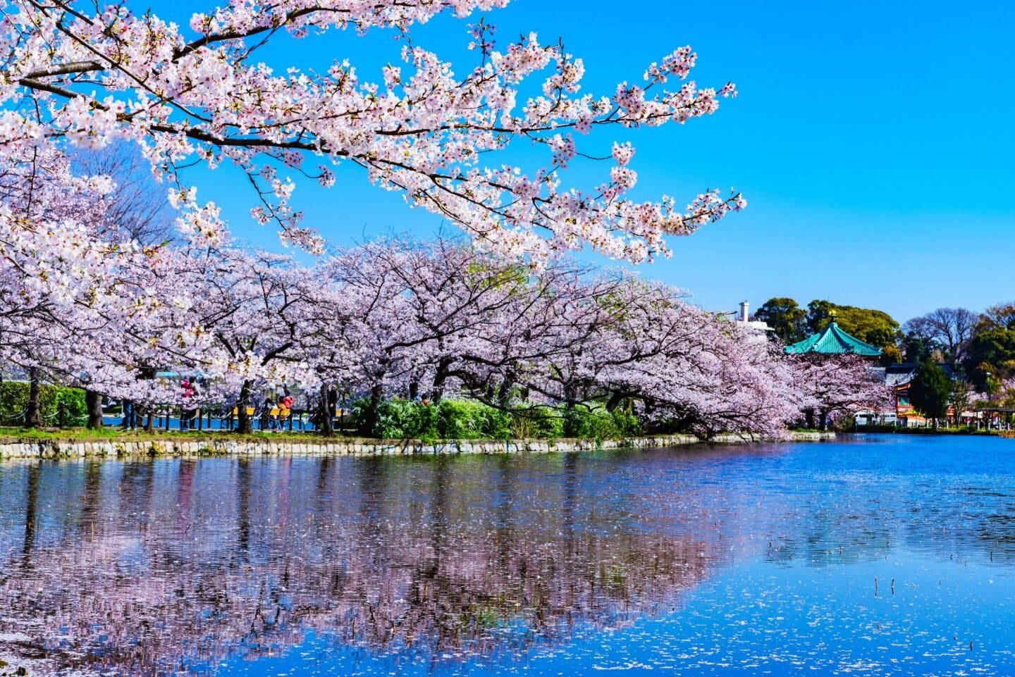 Walk Through Ueno Park, image 1 of 1