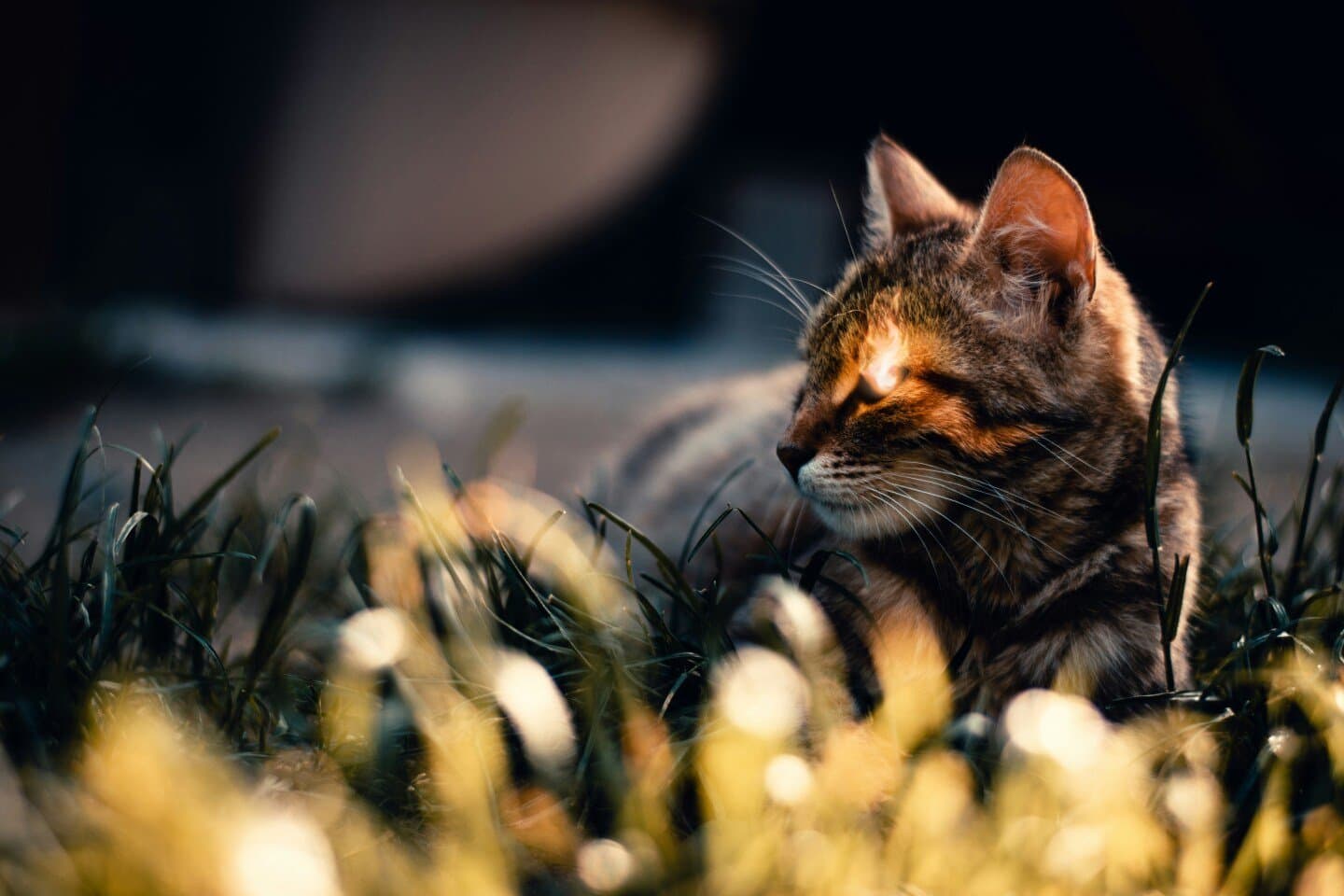 Cat Power, image 1 of 1