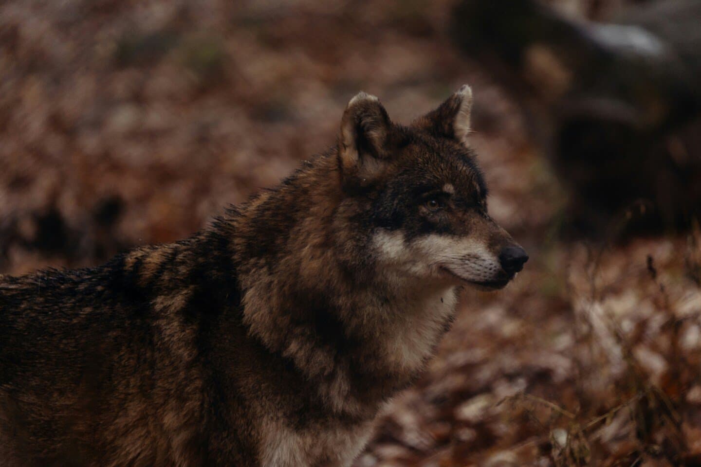 COS Nero di Lupo, image 1 of 1