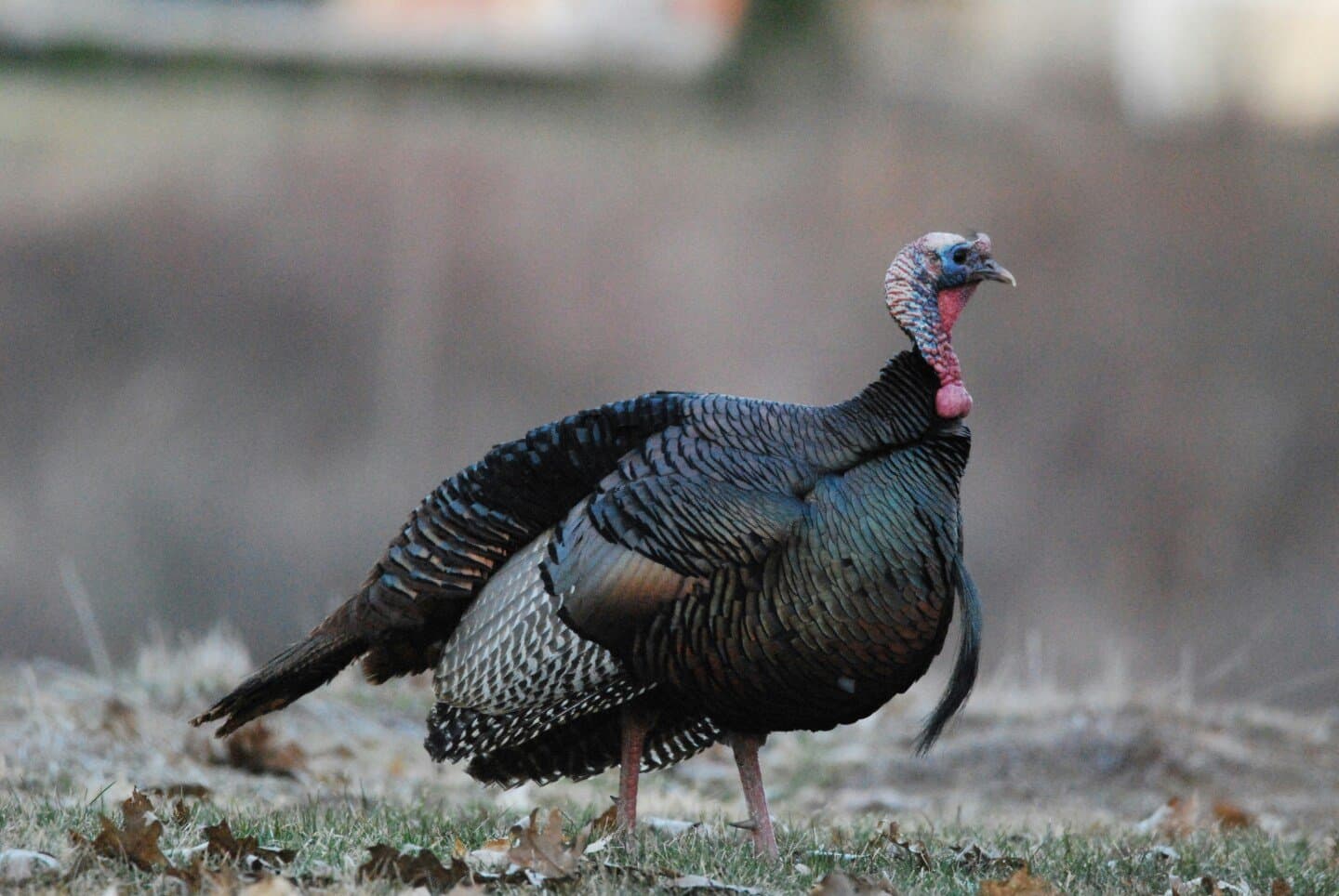 Wild Turkey Rare Breed, image 1 of 1