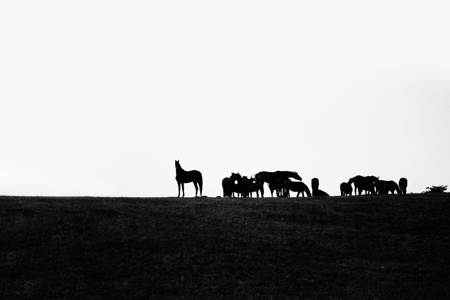 Slow Horses, image 1 of 1