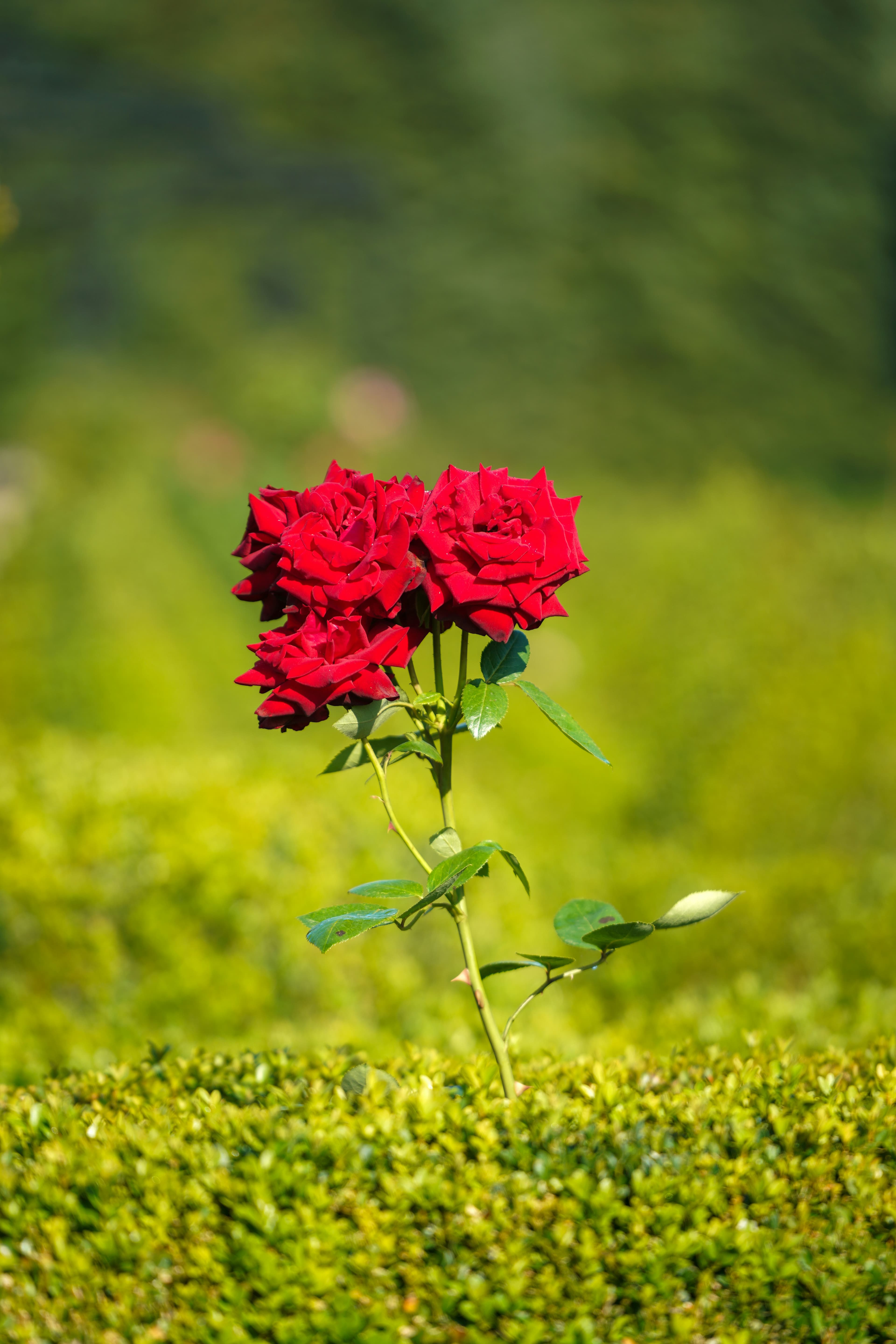 Four Roses Single Barrel, image 1 of 1