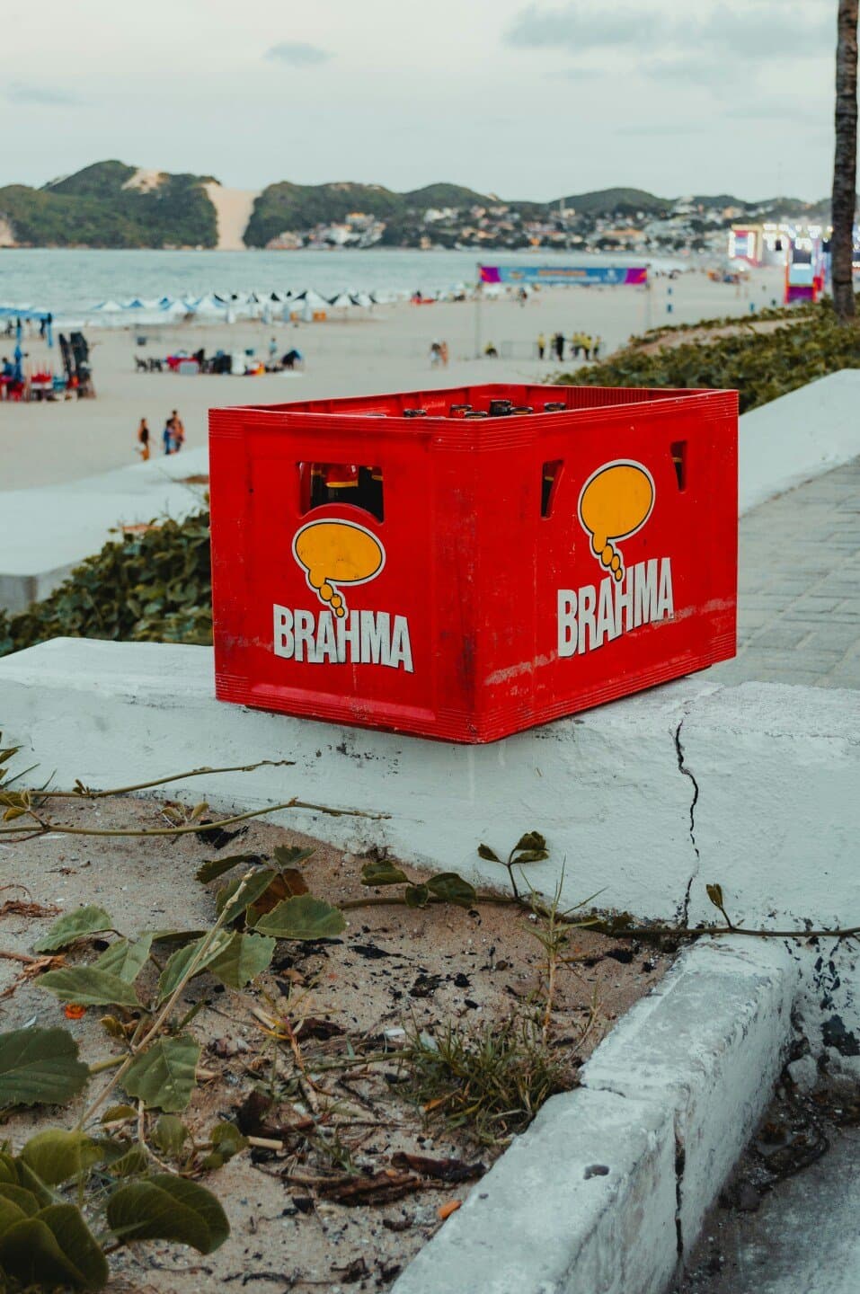 Chope Brahma, image 1 of 1