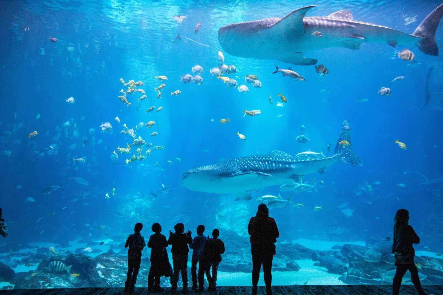 Georgia Aquarium, image 1 of 1