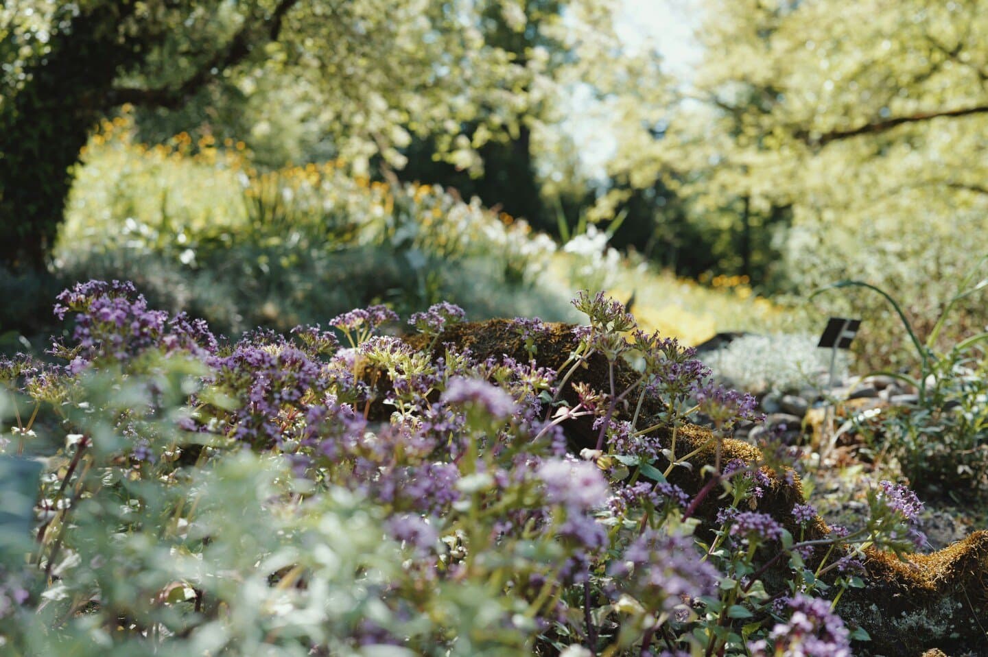 Frau Gerolds Garten, image 1 of 1