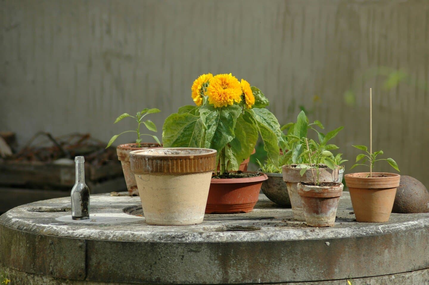 Flowerpot, image 1 of 1