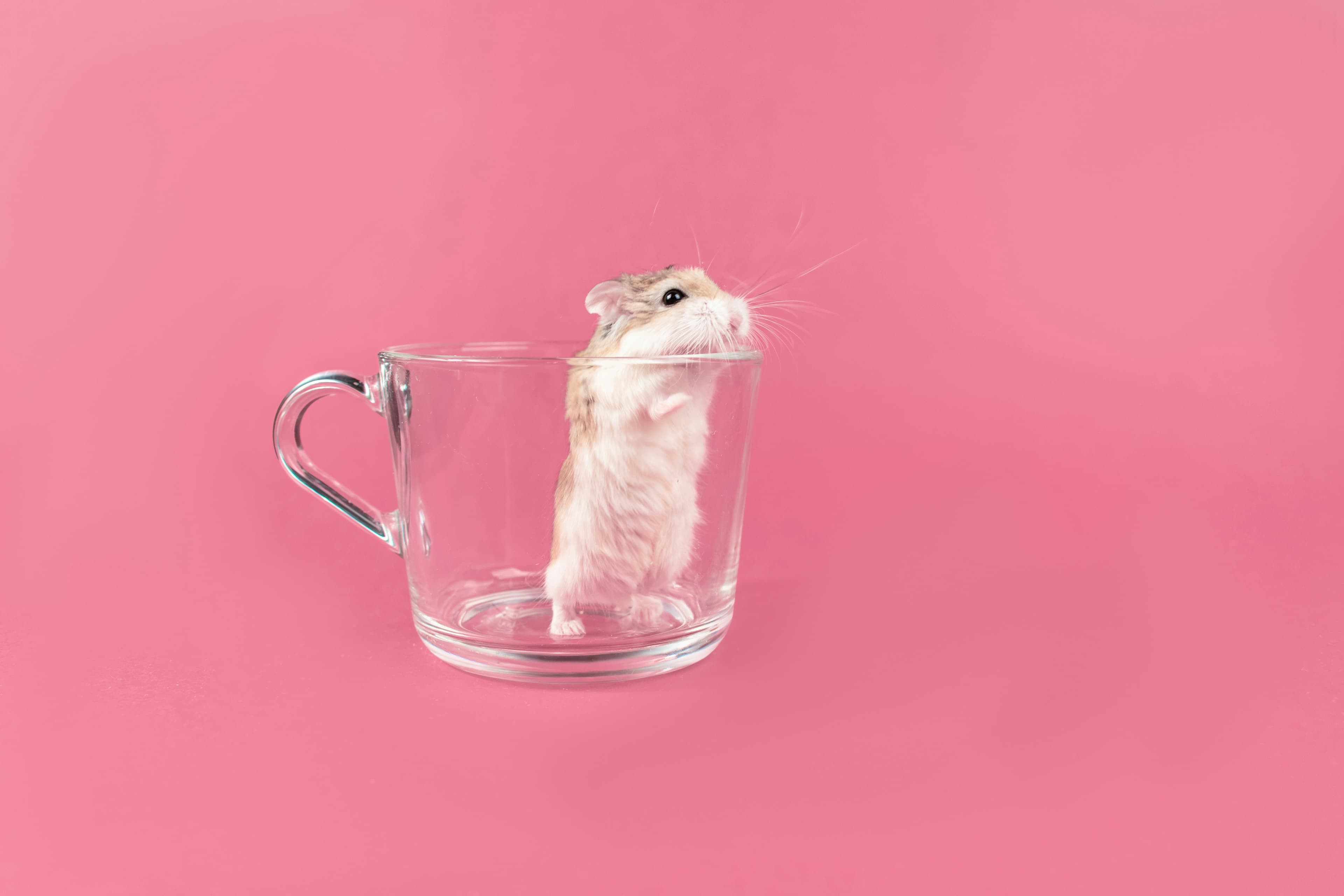What Is the Cocktail Party Problem and Why Should Animal Behaviorists Study It? (Bee & Micheyl), image 1 of 1