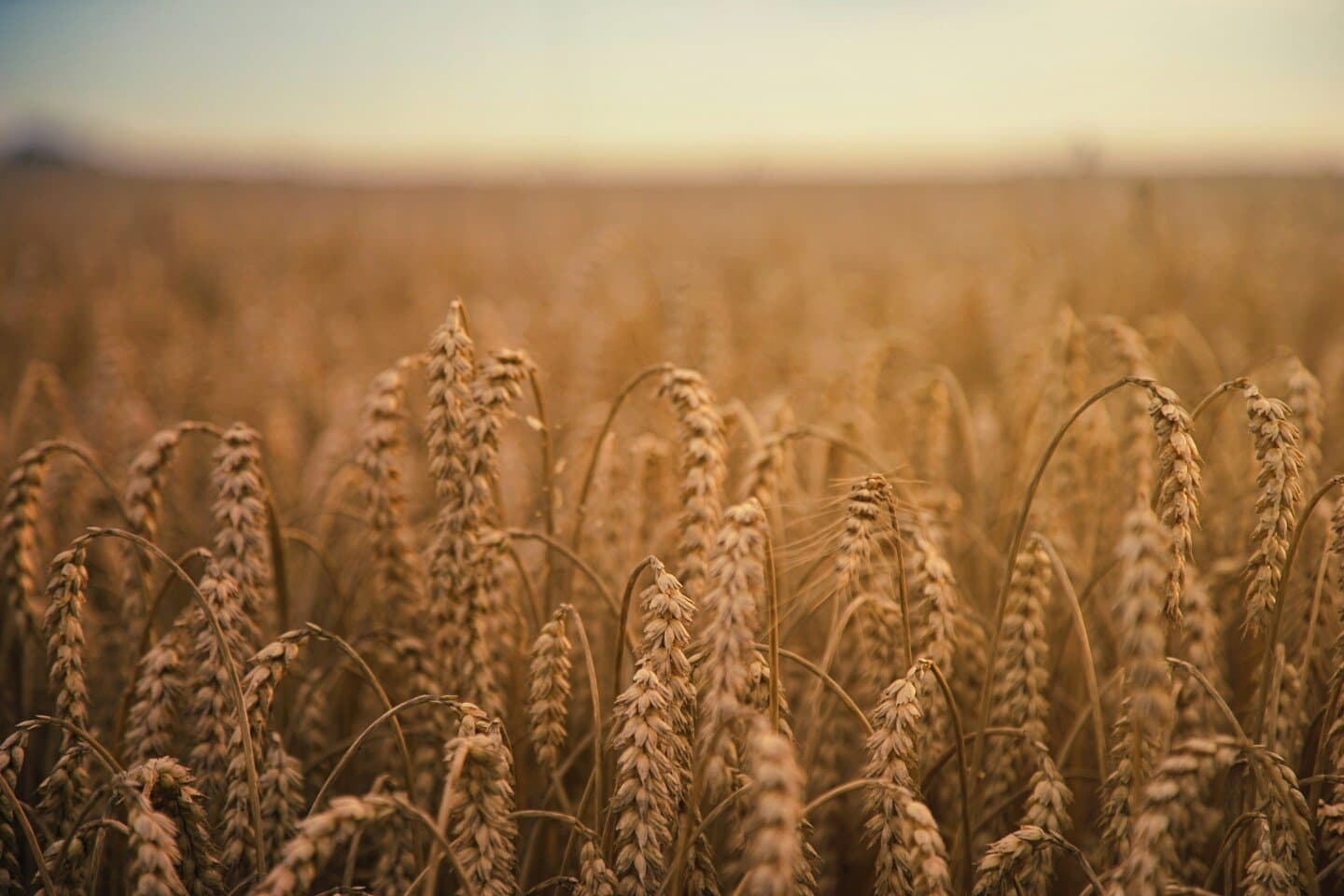 Un Grain Décalé, image 1 of 1