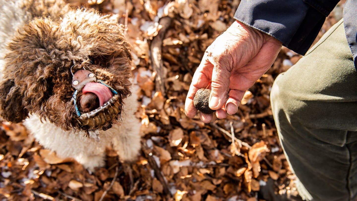 Truffle Hunting, image 1 of 1