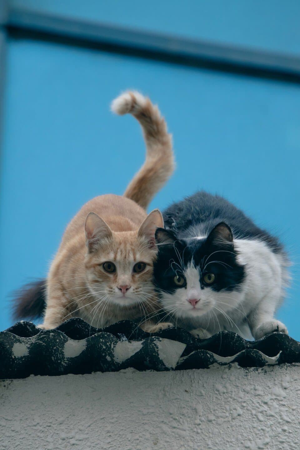 Tres Gatos, image 1 of 1