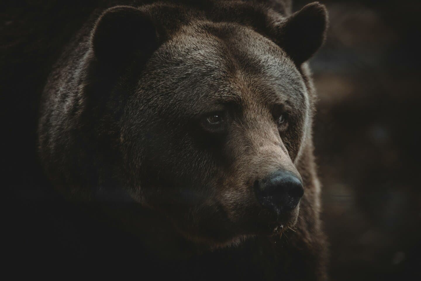The Bear, image 1 of 1