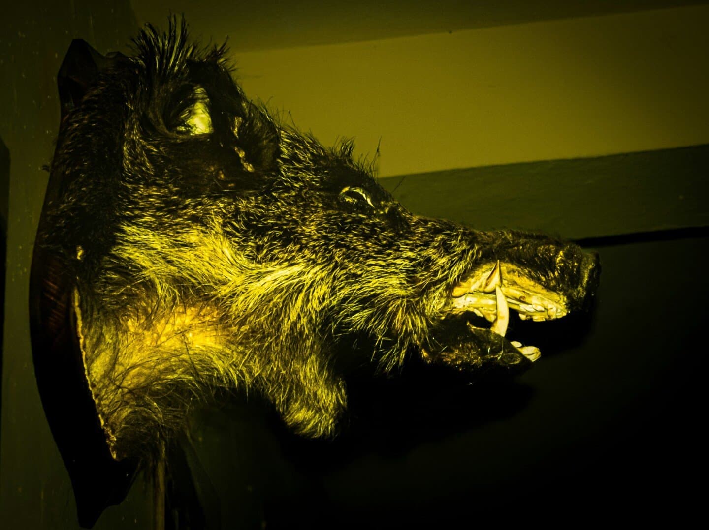 The Boar's Head, image 1 of 1