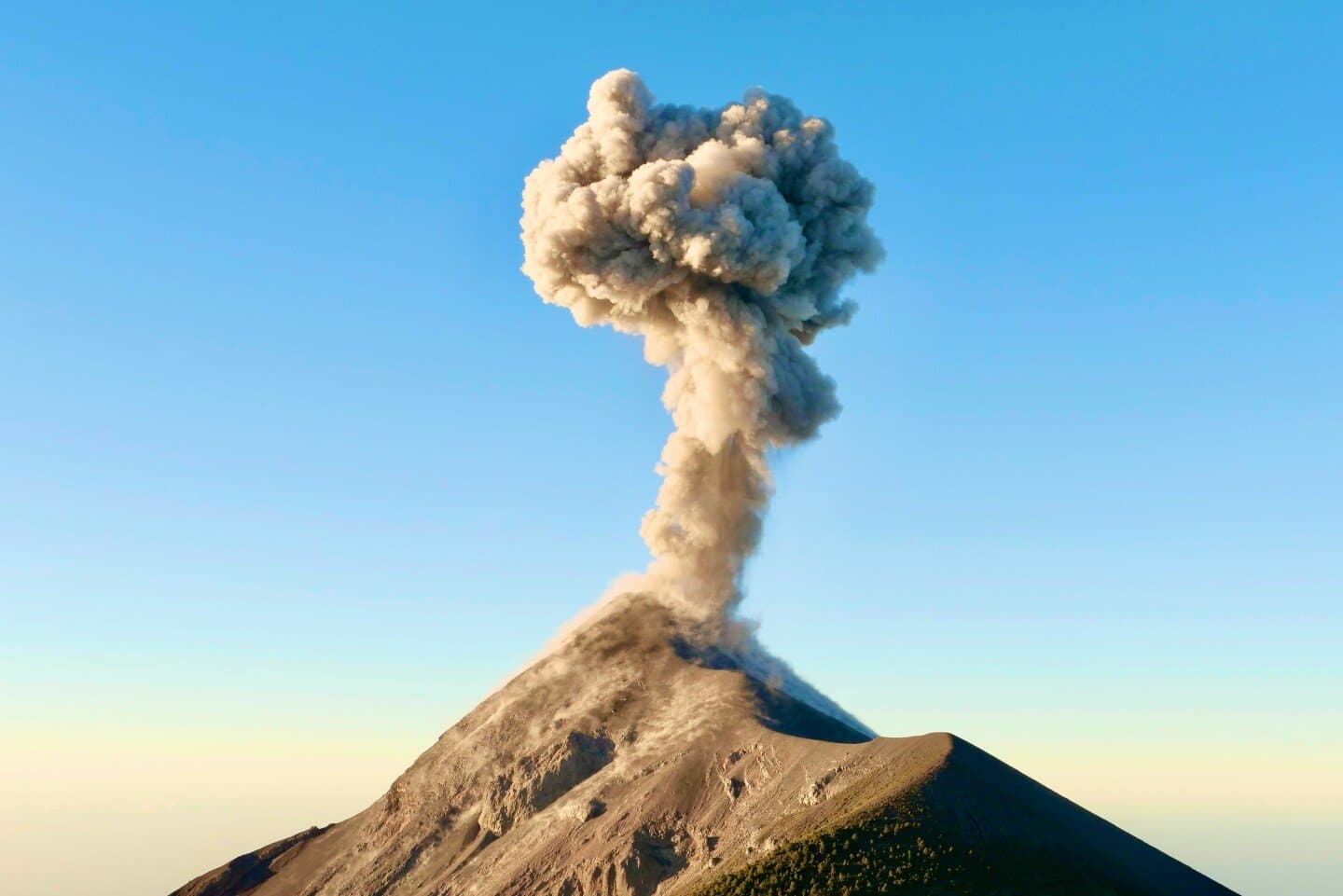 Common Firecracker, image 1 of 1