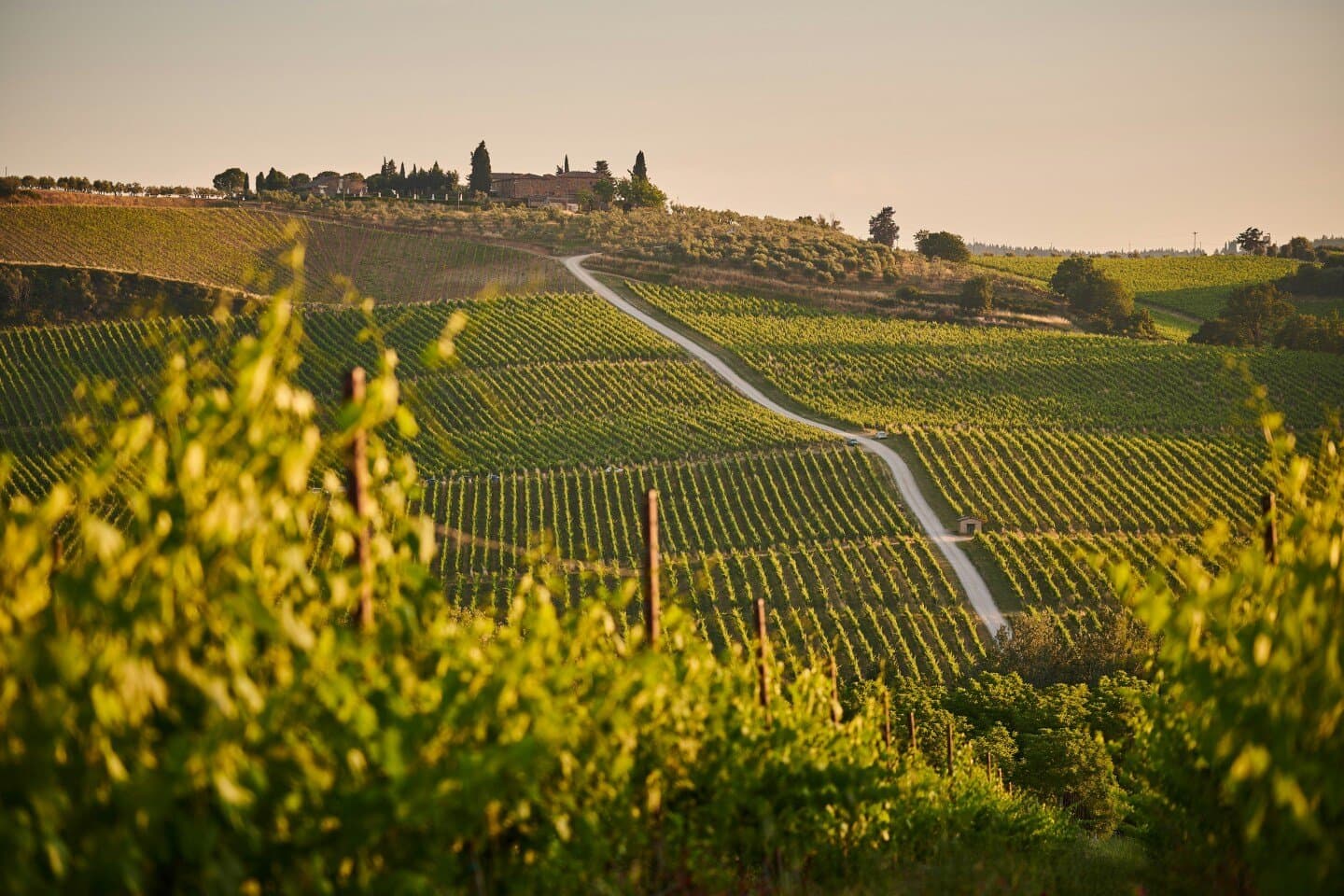 Chiericati Vini, image 1 of 1