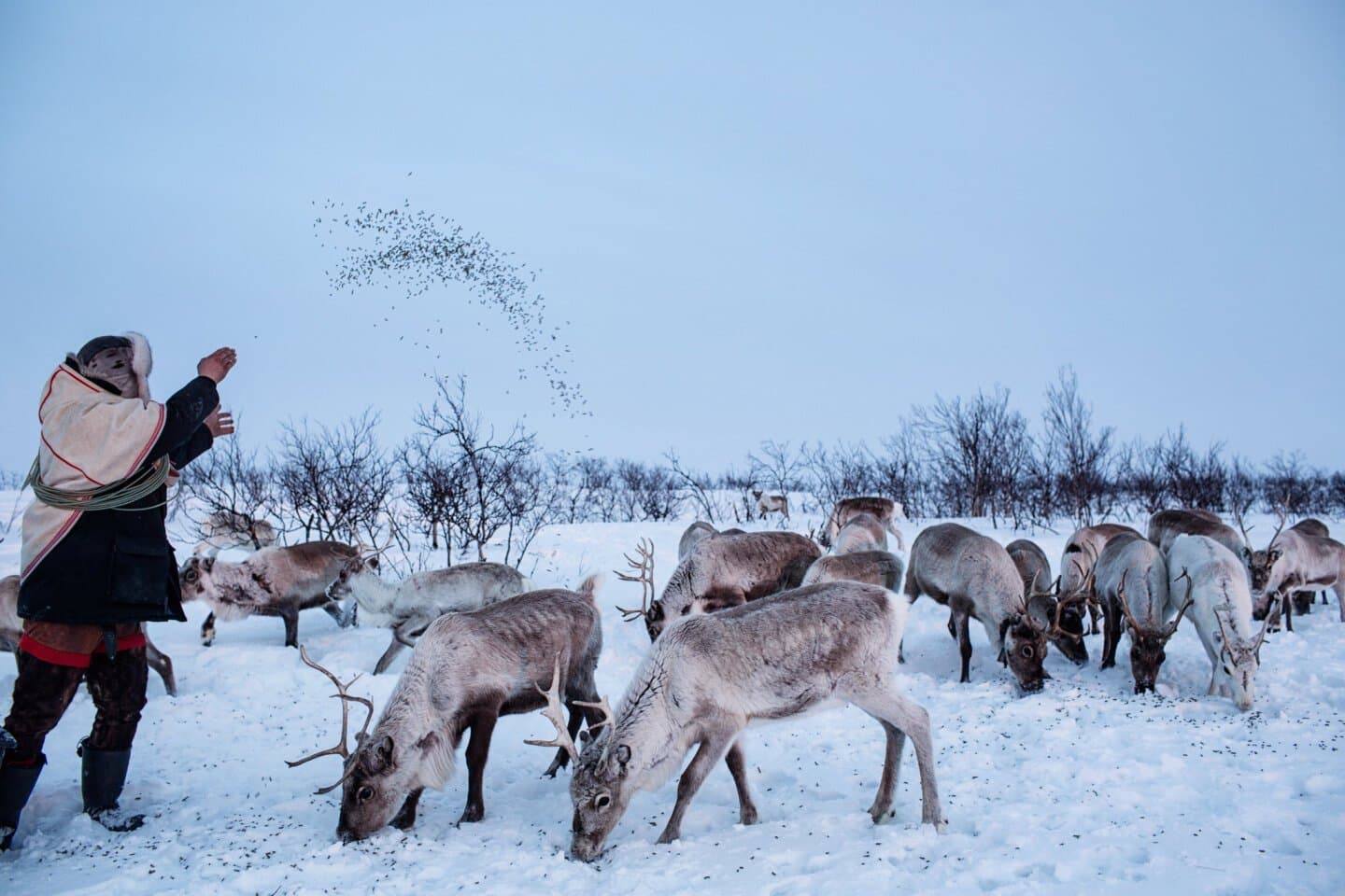 Attend a Sami Reindeer Herding Experience, image 1 of 1