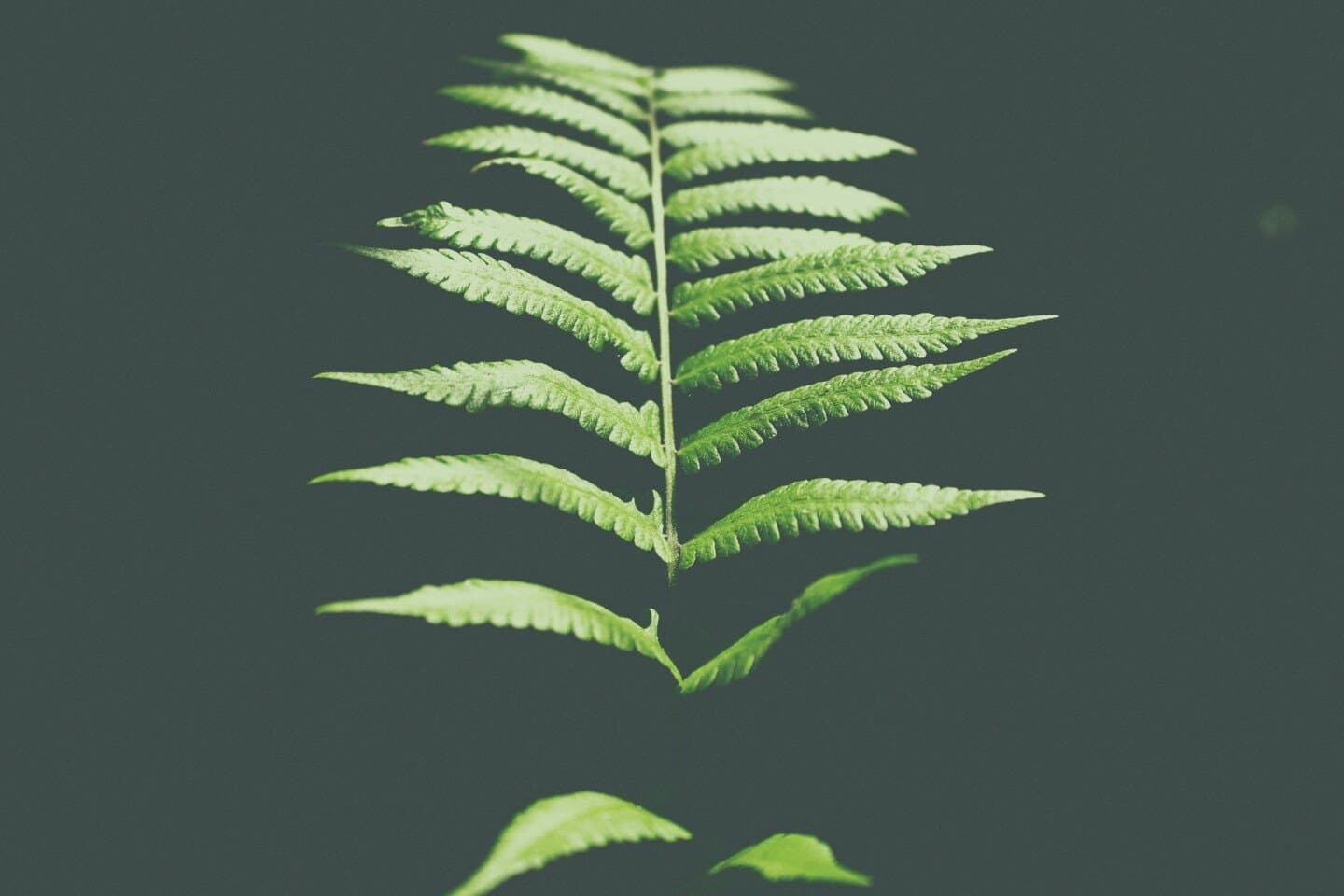 Evolvulo, image 1 of 1